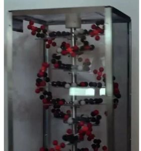 DNA Structure Model
