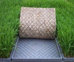 Hydroponic Paddy Fodder Tray