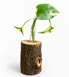 Wooden Money Plant Holder
