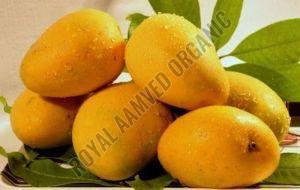 Fresh Alphonso Mangoes