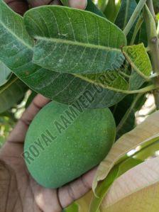 A Grade Fresh Mango