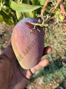 A Grade Fresh Mango