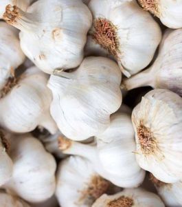 Fresh White Garlic