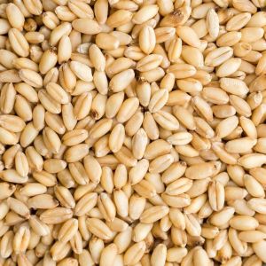 Natural Wheat Grain