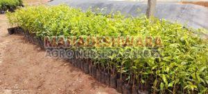 Agarwood Plants