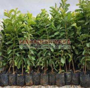 Allahabad Safeda Guava Plants