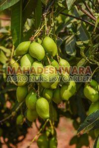 Appe Midi Mango Plants