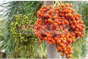 Arecanut Plants