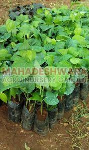 Black Pepper Plants