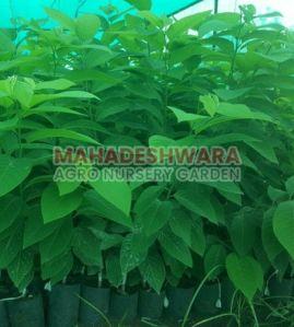 Custard Apple Plants