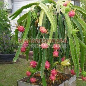 Dragon Fruit Plants