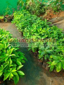 Green Clay Grafted Avocado Plant