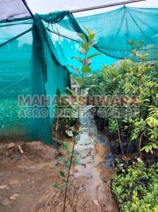 Herman 99 Apple Plants