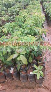 Hybrid Avocado Plants