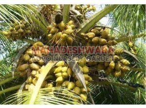 Hybrid Coconut Plants