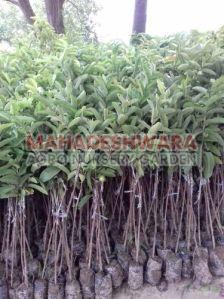 L49 Guava Plants