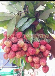 Litchi Plants
