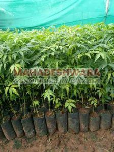 Malabar Neem Plants