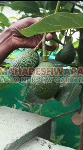Maxican Hass Avocado Grapted Plants