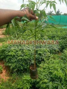 Melia Dubia Plants