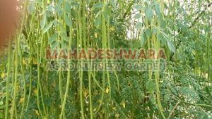 Moringa Plants