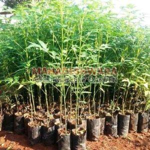 Natural Avocado Plants