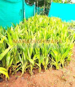 Natural Coconut Plants