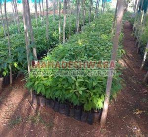 Natural Mahogany Plants