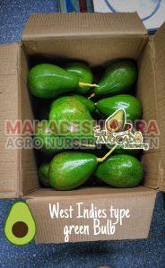 Green Clay Grafted Avocado Plant