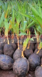 Orange Dwarf Coconut Plants