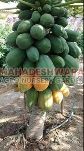 Red Lady Papaya Plants