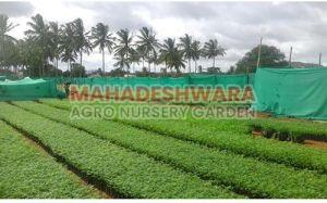 Sandalwood Herb Plants