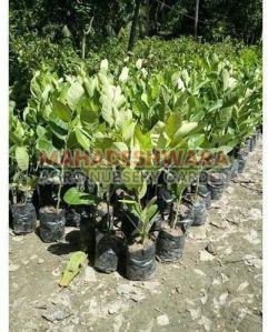 Seedless Lemon Plants