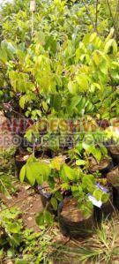 Star Fruit Plants