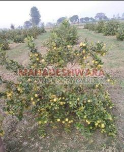 Sweet Lemon Plants