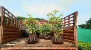 Swietenia Mahogany Plants