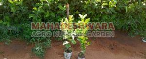 Taiwan Green Guava Plants