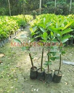 Taiwan Pink Guava Plants