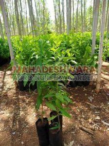 White Sandalwood Plants