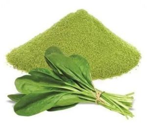 Dehydrated Spinach Powder