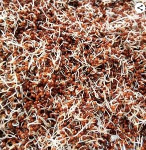 Dehydrated Sprouted Ragi