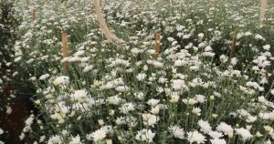 B White Chrysanthemum Plant