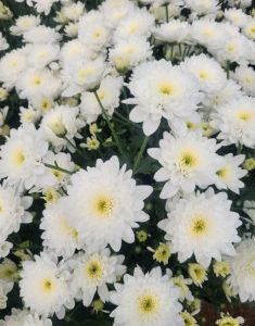 Buskin White Chamanthi Plant