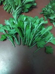 Buskin White Chamanthi Plant