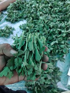 Buskin White Chamanthi Plant
