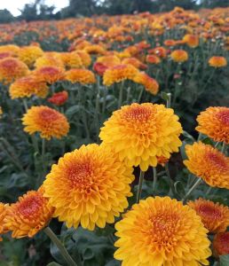 Chocolate Color Chrysanthemum Plant