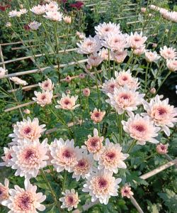 Pink Color Chrysanthemum Plant