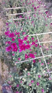 Purple Chamanthi Plant