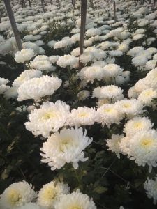 Star White Kolkata Chrysanthemum Plant
