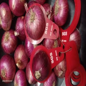Fresh Nashik Red Onion